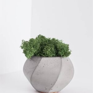 Herb Plant