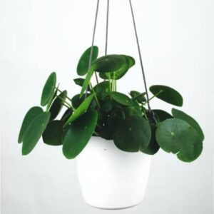 Jade Plant