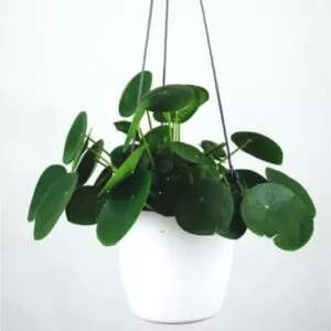 Jade Plant