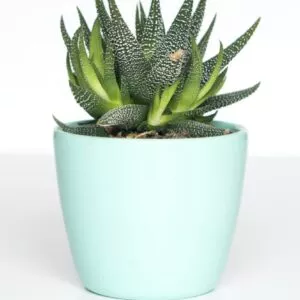 Vivamus