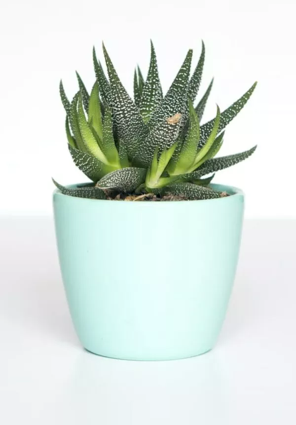 Vivamus